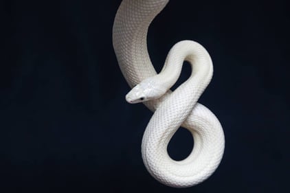 istockphoto-1219722158-612x612