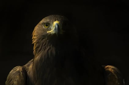 01-royal-raptor-deer-eagle