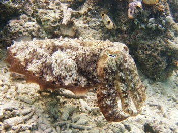 08-19-cuttlefish
