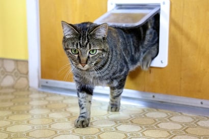 Cat-Door_Julie-Vader_Shutterstock
