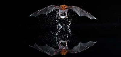 Noctilio-leporinus-catches-fish-631