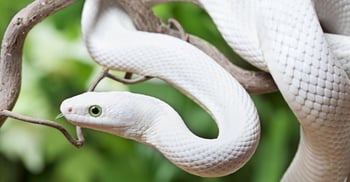 Texas-Rat-Snake-albino
