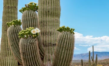 cactus-ransomware-using-qlik-bugs-danabot-in-latest-attacks-showcase_image-6-a-23744
