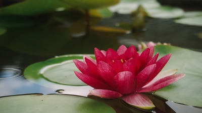lotus-flower-garden-beautiful-na_1100x