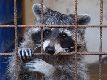 raccoon-stealer
