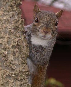 squirrel