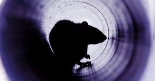 images - 2025-09-30T135342.758