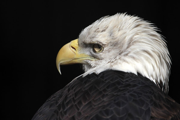 Группировка Blind Eagle крадет коммерческие тайны под видом киберполиции Колумбии