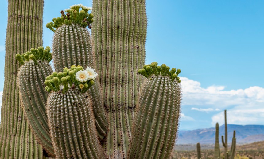 Группировка Twisted Spider активно использует троян DanaBot как канал доставки вредоноса CACTUS