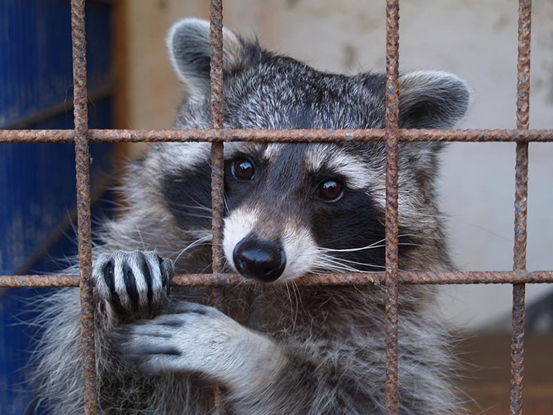 Украинец арестован за использование вредоносного ПО Raccoon Stealer